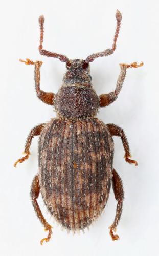 Cathormiocerus hircus